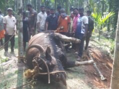 ಕೆರೆಯಲ್ಲಿ ಕಾಡುಕೋಣದ ಮೃತದೇಹ ಪತ್ತೆ