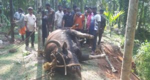ಕೆರೆಯಲ್ಲಿ ಕಾಡುಕೋಣದ ಮೃತದೇಹ ಪತ್ತೆ