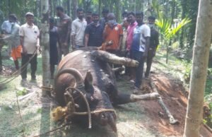 ಕೆರೆಯಲ್ಲಿ ಕಾಡುಕೋಣದ ಮೃತದೇಹ ಪತ್ತೆ