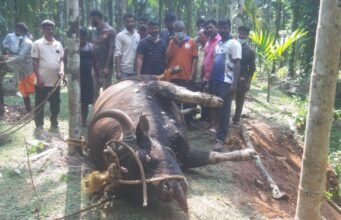 ಕೆರೆಯಲ್ಲಿ ಕಾಡುಕೋಣದ ಮೃತದೇಹ ಪತ್ತೆ