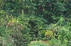 ಮುಂಡಾಜೆ; ರಾಷ್ಟ್ರೀಯ ಹೆದ್ದಾರಿ ಬದಿ ಕಾಡಾನೆ ಪ್ರತ್ಯಕ್ಷ