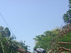 ಚಾರ್ಮಾಡಿಯಲ್ಲಿ ವಿದ್ಯುತ್ ಲೈನಿನ ಮೇಲೆ ಮರ ಉರುಳಿಸಿದ ಕಾಡಾನೆ, ವಿದ್ಯುತ್ ವ್ಯತ್ಯಯ