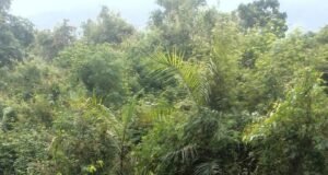 ಚಾರ್ಮಾಡಿಘಾಟಿಯಲ್ಲಿ ಪ್ರಪಾತಕ್ಕೆ ಉರುಳಿದ ವಾಹನ