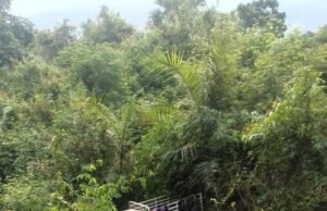 ಚಾರ್ಮಾಡಿಘಾಟಿಯಲ್ಲಿ ಪ್ರಪಾತಕ್ಕೆ ಉರುಳಿದ ವಾಹನ