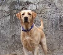 ಮನೆಯೊಡತಿಯ ಮೇಲೆಯೆ ದಾಳಿ ನಡೆಸಿದ ಸಾಕು ನಾಯಿ