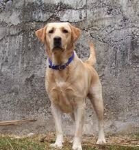 ಮನೆಯೊಡತಿಯ ಮೇಲೆಯೆ ದಾಳಿ ನಡೆಸಿದ ಸಾಕು ನಾಯಿ