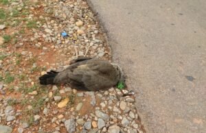 ನಗರದಲ್ಲಿ ಅಪರಿಚಿತ ವಾಹನ ಡಿಕ್ಕಿಹೊಡೆದು ನವಿಲು ಸಾವು