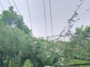 ಗುರಿಪಳ್ಳದಲ್ಲಿ ರಸ್ತೆಗೆ ಬಿದ್ದ ಮರ ವ್ಯಕ್ತಿಗೆ ಗಾಯ
