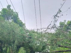 ಗುರಿಪಳ್ಳದಲ್ಲಿ ರಸ್ತೆಗೆ ಬಿದ್ದ ಮರ ವ್ಯಕ್ತಿಗೆ ಗಾಯ