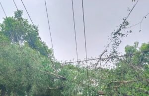 ಗುರಿಪಳ್ಳದಲ್ಲಿ ರಸ್ತೆಗೆ ಬಿದ್ದ ಮರ ವ್ಯಕ್ತಿಗೆ ಗಾಯ