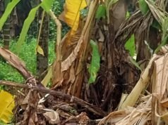 ಕಡಿರುದ್ಯಾವರದಲ್ಲಿ ಮುಂದುವರಿದ ಒಂಟಿ ಸಲಗ ಸಂಚಾರ