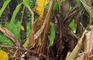 ಕಡಿರುದ್ಯಾವರದಲ್ಲಿ ಮುಂದುವರಿದ ಒಂಟಿ ಸಲಗ ಸಂಚಾರ