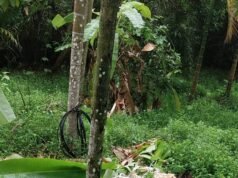 ಕಡಿರುದ್ಯಾವರದಲ್ಲಿ ಸಲಗನ ಹಾವಳಿ ಕೃಷಿ ನಾಶ