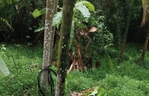 ಕಡಿರುದ್ಯಾವರದಲ್ಲಿ ಸಲಗನ ಹಾವಳಿ ಕೃಷಿ ನಾಶ