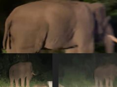 ಚಾರ್ಮಮಾಡಿ ಘಾಟಿಯಲ್ಲಿ ಕಾಡಾನೆ ಪ್ರತ್ಯಕ್ಷ