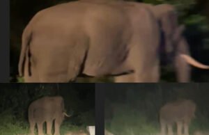 ಚಾರ್ಮಮಾಡಿ ಘಾಟಿಯಲ್ಲಿ ಕಾಡಾನೆ ಪ್ರತ್ಯಕ್ಷ