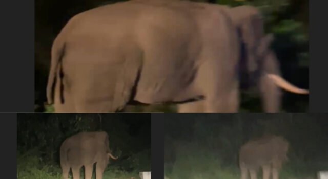 ಚಾರ್ಮಮಾಡಿ ಘಾಟಿಯಲ್ಲಿ ಕಾಡಾನೆ ಪ್ರತ್ಯಕ್ಷ