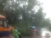 ಉಜಿರೆ ಹಳೆಪೇಟೆಯಲ್ಲಿ ರಸ್ತೆಗೆ ಉರುಳಿದ ಹೆಮ್ಮರ