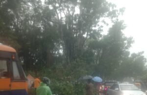 ಉಜಿರೆ ಹಳೆಪೇಟೆಯಲ್ಲಿ ರಸ್ತೆಗೆ ಉರುಳಿದ ಹೆಮ್ಮರ