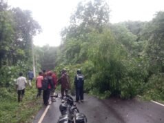 ಕೊಯ್ಯೂರು ರಸ್ತೆಗೆ ಉರುಳಿದ ಹೆಮ್ಮರ ವಾಹನ ಸಂಚಾರಕ್ಕೆ ಅಡಚಣೆ