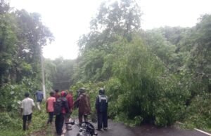 ಕೊಯ್ಯೂರು ರಸ್ತೆಗೆ ಉರುಳಿದ ಹೆಮ್ಮರ ವಾಹನ ಸಂಚಾರಕ್ಕೆ ಅಡಚಣೆ