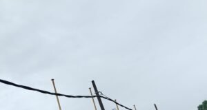 ಲಾಯಿಲ, ಮಳೆಗೆ ರಸ್ತೆ ಬದಿಯ ತಡೆಗೋಡೆ ಕುಸಿತ: