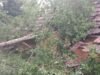 ಗರ್ಡಾಡಿಯಲ್ಲಿ ಮನೆಗೆ ಮರ ಬಿದ್ದು ಹಾನಿ