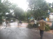 ಹಳೆಪೇಟೆ ಬಳಿ ಮತ್ತೆ ರಸ್ತೆಗುರುಳಿದ ಮರ; ತಪ್ಪಿದ ಅಪಾಯ