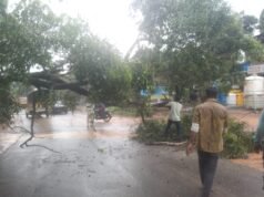 ಹಳೆಪೇಟೆ ಬಳಿ ಮತ್ತೆ ರಸ್ತೆಗುರುಳಿದ ಮರ; ತಪ್ಪಿದ ಅಪಾಯ