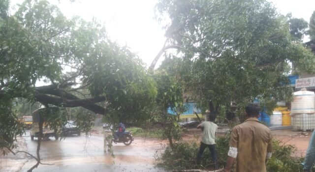 ಹಳೆಪೇಟೆ ಬಳಿ ಮತ್ತೆ ರಸ್ತೆಗುರುಳಿದ ಮರ; ತಪ್ಪಿದ ಅಪಾಯ