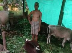 ಕೊಯ್ಯೂರಿನಲ್ಲಿ ಸಿಡಿಲು ಬಡಿದು ದನ ಸಾವು