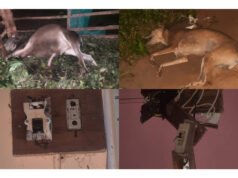 ರೆಖ್ಯ ಸಿಡಿಲು ಬಡಿದು ದನ, ನಾಯಿ ಸಾವು.ಮನೆಗೆ ಹಾನಿ