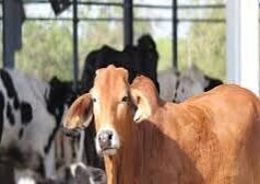 ಅಕ್ರಮ ಕಸಾಯಿಖಾನೆ ಪೊಲೀಸ್ ದಾಳಿ ಮಾಂಸ ಸೇರಿದಂತೆ ಸೊತ್ತುಗಳು ವಶಕ್ಕೆ