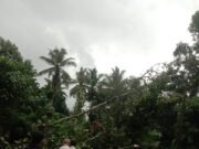 ಕೊಯ್ಯೂರು ಉಣ್ಣಾಲು ಸಮೀಪ ರಸ್ತೆಗೆ ಉರುಳಿದ ಹೆಮ್ಮರ ವಾಹನ ಸಂಚಾರ ಅಸ್ತವ್ಯಸ್ತ