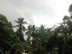 ಕೊಯ್ಯೂರು ಉಣ್ಣಾಲು ಸಮೀಪ ರಸ್ತೆಗೆ ಉರುಳಿದ ಹೆಮ್ಮರ ವಾಹನ ಸಂಚಾರ ಅಸ್ತವ್ಯಸ್ತ