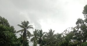 ಕೊಯ್ಯೂರು ಉಣ್ಣಾಲು ಸಮೀಪ ರಸ್ತೆಗೆ ಉರುಳಿದ ಹೆಮ್ಮರ ವಾಹನ ಸಂಚಾರ ಅಸ್ತವ್ಯಸ್ತ