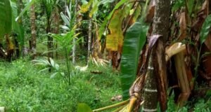 ಕಡಿರುದ್ಯಾವರದಲ್ಲಿ ಕಾಡಾನೆ ಕಾಟ; ವ್ಯಾಪಕ ಕೃಷಿ ಹಾನಿ