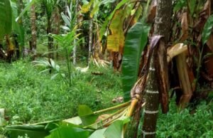 ಕಡಿರುದ್ಯಾವರದಲ್ಲಿ ಕಾಡಾನೆ ಕಾಟ; ವ್ಯಾಪಕ ಕೃಷಿ ಹಾನಿ