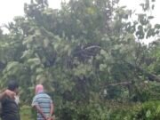 ತೆಕ್ಕಾರಿನಲ್ಲಿ ರಸ್ತೆಗೆ ಉರುಳಿದ ಮರ; ವಿದ್ಯುತ್ ಕಂಬಗಳಿಗೆ ಹಾನಿ