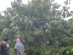 ತೆಕ್ಕಾರಿನಲ್ಲಿ ರಸ್ತೆಗೆ ಉರುಳಿದ ಮರ; ವಿದ್ಯುತ್ ಕಂಬಗಳಿಗೆ ಹಾನಿ