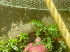 ಬೆಳ್ತಂಗಡಿ ಬಾವಿಗೆ ಬಿದ್ದು ಮಹಿಳೆ ಸಾವು