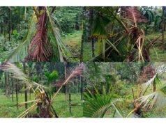 ಧರ್ಮಸ್ಥಳದಲ್ಲಿ ಕಾಡಾನೆ ದಾಳಿ ವ್ಯಾಪಕ ಕೃಷಿ ಹಾನಿ