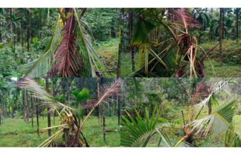 ಧರ್ಮಸ್ಥಳದಲ್ಲಿ ಕಾಡಾನೆ ದಾಳಿ ವ್ಯಾಪಕ ಕೃಷಿ ಹಾನಿ