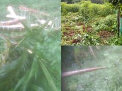 ಧರ್ಮಸ್ಥಳದಲ್ಲಿ ಕಾಡಾನೆ ದಾಳಿ ವ್ಯಾಪಕ ಕೃಷಿ ಹಾನಿ