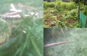 ಧರ್ಮಸ್ಥಳದಲ್ಲಿ ಕಾಡಾನೆ ದಾಳಿ ವ್ಯಾಪಕ ಕೃಷಿ ಹಾನಿ