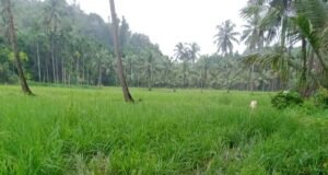 ಧರ್ಮಸ್ಥಳ: ಗದ್ದೆಗೆ ಕಾಡಾನೆ ದಾಳಿ ವ್ಯಾಪಕ ಕೃಷಿ ಹಾನಿ