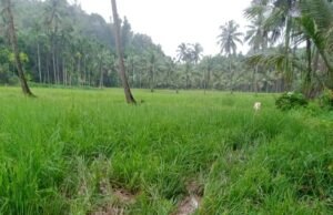 ಧರ್ಮಸ್ಥಳ: ಗದ್ದೆಗೆ ಕಾಡಾನೆ ದಾಳಿ ವ್ಯಾಪಕ ಕೃಷಿ ಹಾನಿ