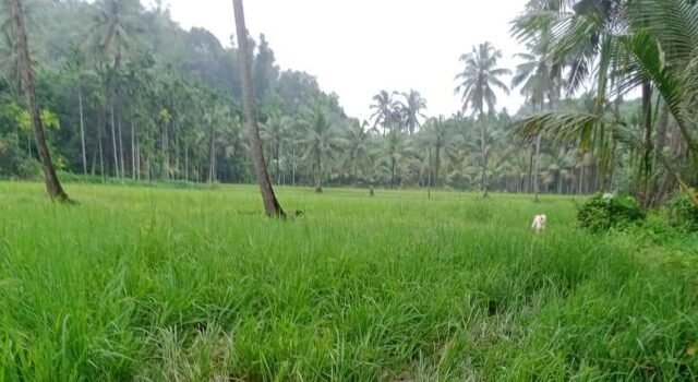 ಧರ್ಮಸ್ಥಳ: ಗದ್ದೆಗೆ ಕಾಡಾನೆ ದಾಳಿ ವ್ಯಾಪಕ ಕೃಷಿ ಹಾನಿ