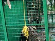 ಸವಣಾಲಿನಲ್ಲಿ ಆತಂಕ ಮೂಡಿಸಿದ್ದ ಚಿರತೆ ಸೆರೆ