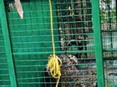 ಸವಣಾಲಿನಲ್ಲಿ ಆತಂಕ ಮೂಡಿಸಿದ್ದ ಚಿರತೆ ಸೆರೆ